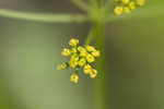 Smooth meadowparsnip